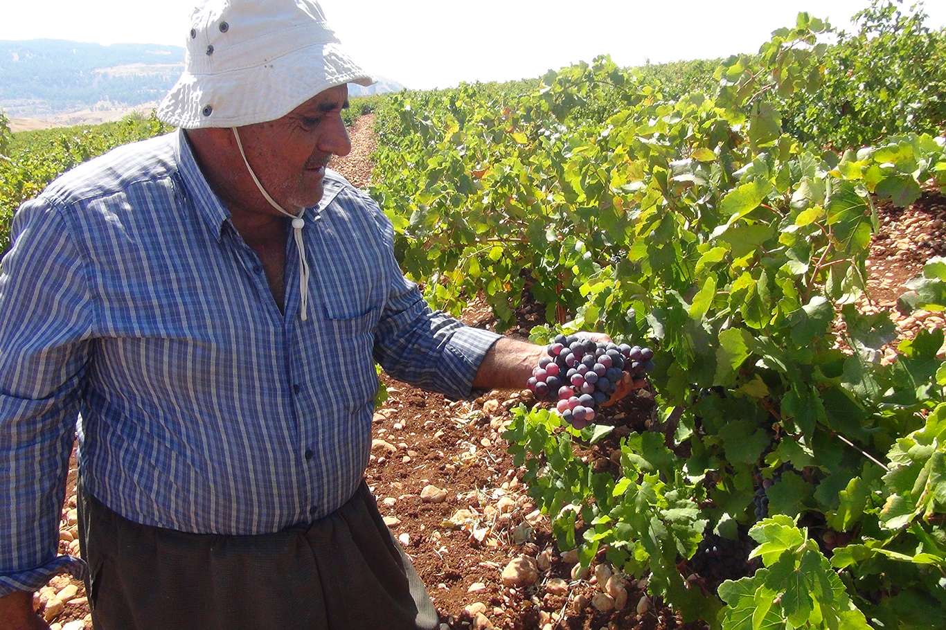 Üzümün pekmez ve pestil olma yolculuğu başladı